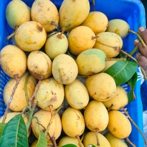 Katimon-কাটিমন