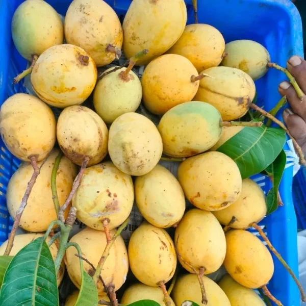 Katimon-কাটিমন