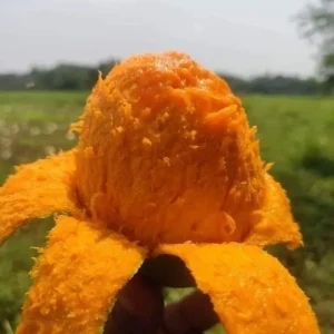 Khirsapat-খিরসাপাত