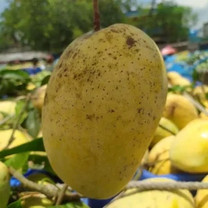 Fozli-ফজলি আম